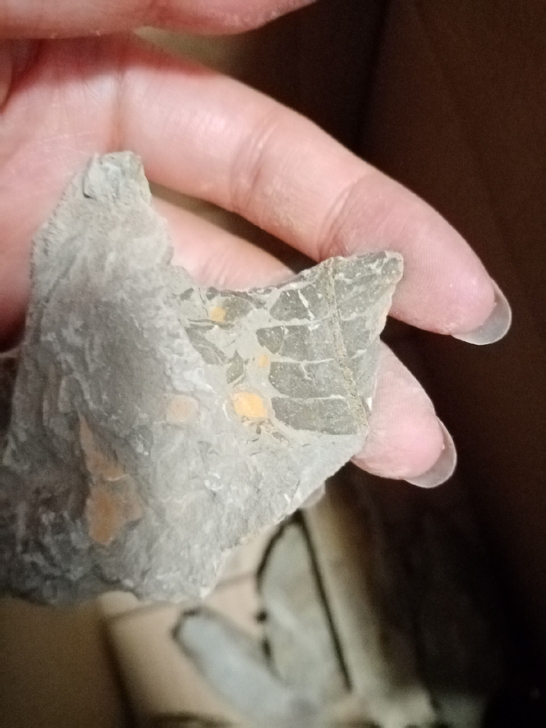 蕨类化石植物化石一小片亲挖保真包邮