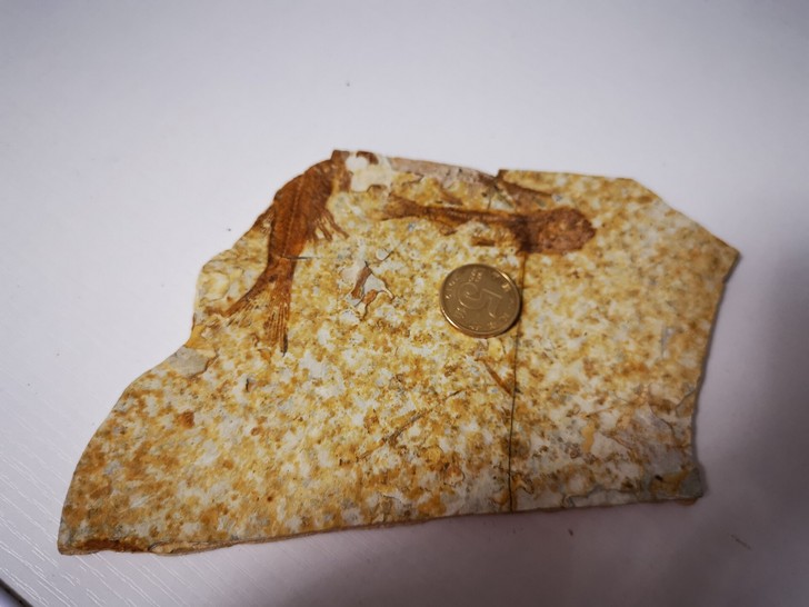 周末特惠款狼鳍鱼化石