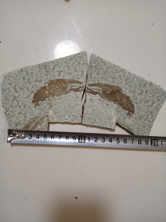 对板龙虾化石无描化适合收藏馈赠朋友尺寸如图