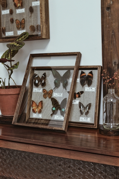 全真蝴蝶标本装饰画，尺寸27##amp；t...