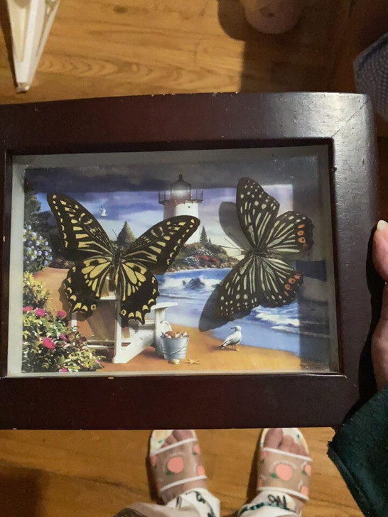 蝴蝶标本，买了很久了，有些磨损了，正常摆放...