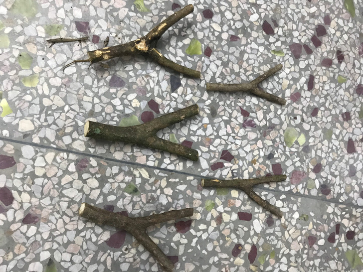 柘木 穿破石弹弓5个便宜卖