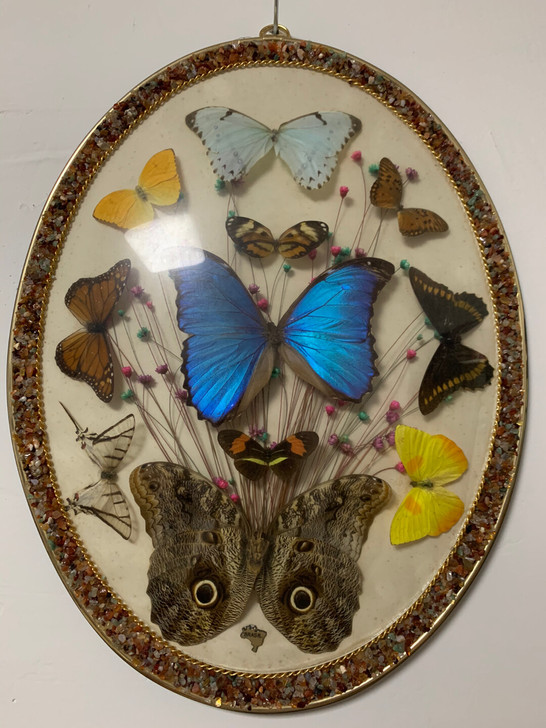 巴西蝴蝶标本 巴西蝴蝶标本