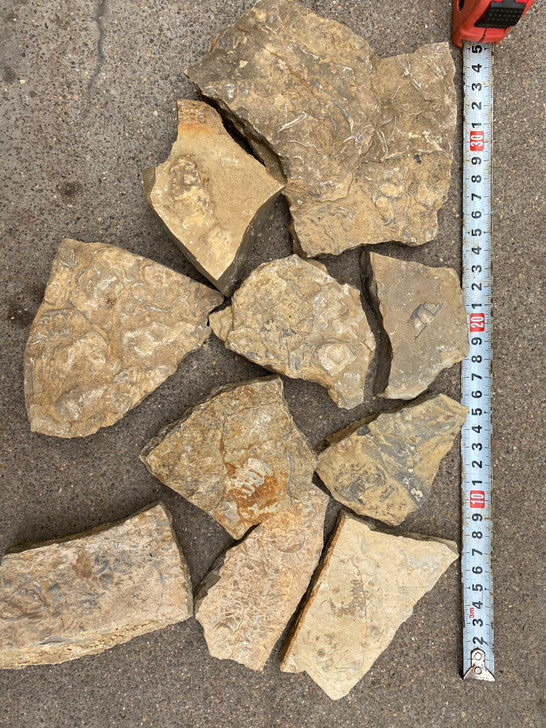 化石，三叶虫化石燕子石蝙蝠石！