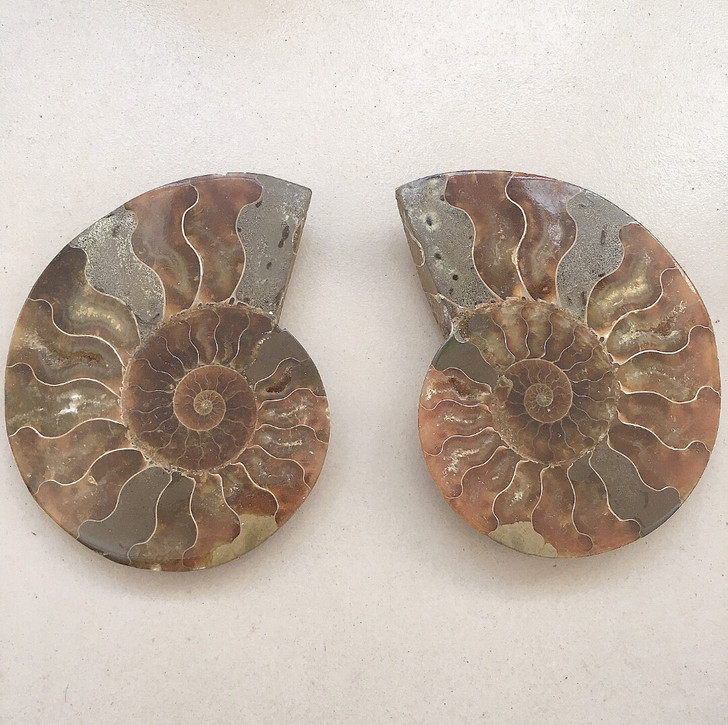 马达加斯加天然菊石化石切片摆件，10.3#...