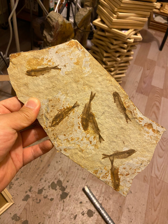 鱼化石狼鳍鱼化石标本礼品科普收藏