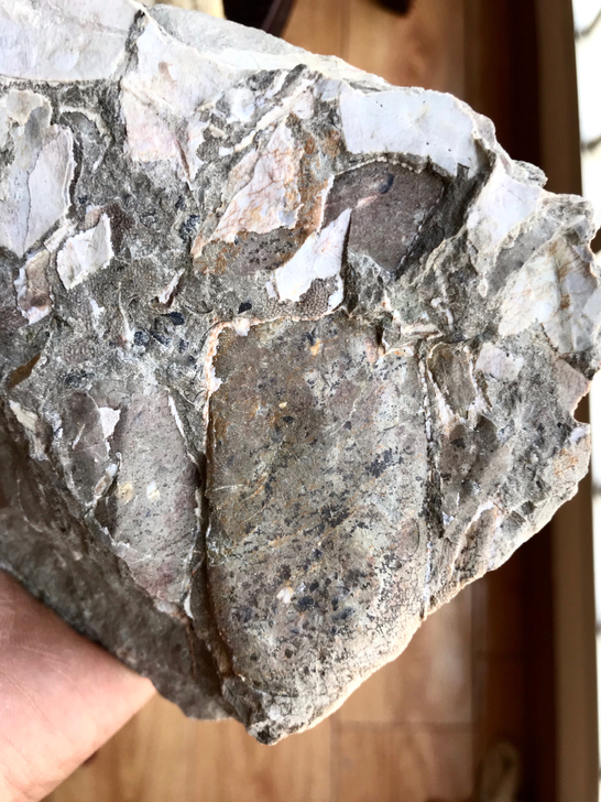 极品沟鳞鱼化石，头甲鱼类，完整饭盒带肋条，...