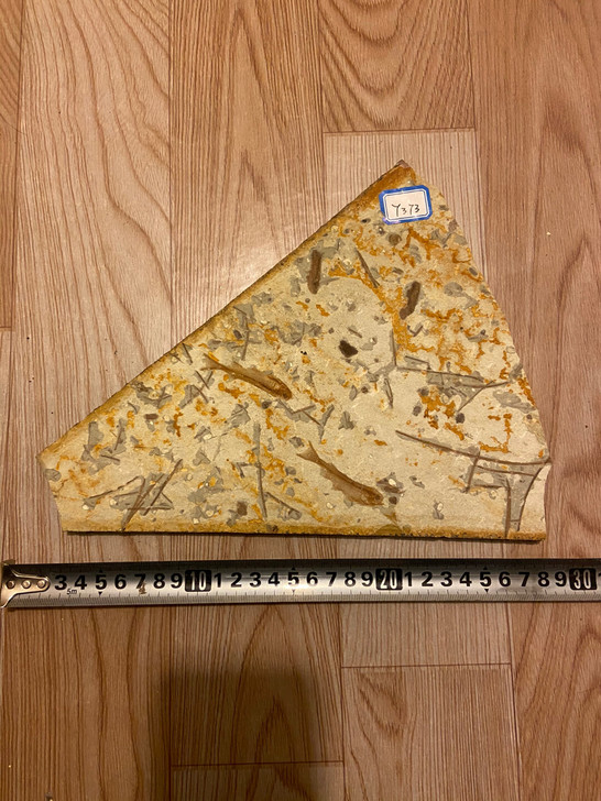 鱼化石 狼鳍鱼化石 古生物化石标本