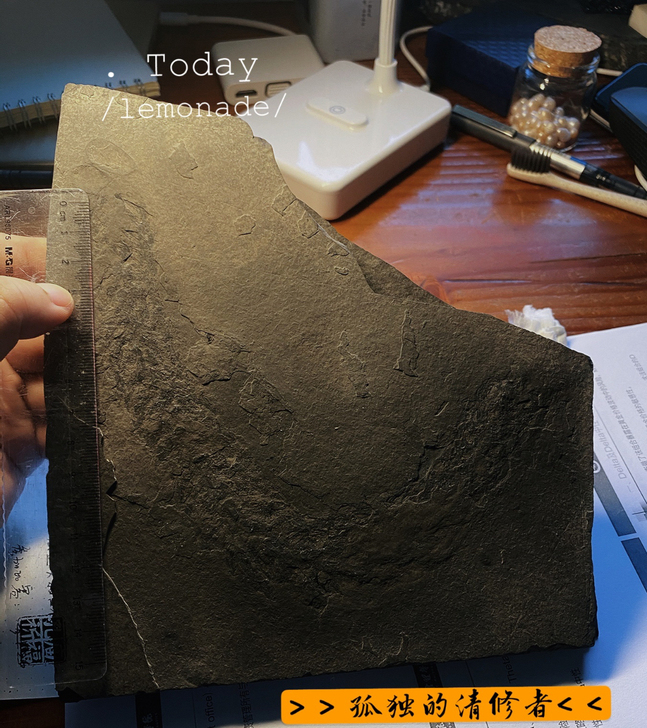 稀有品种～双壳类和伏脂衫未定种同板～贵州三...