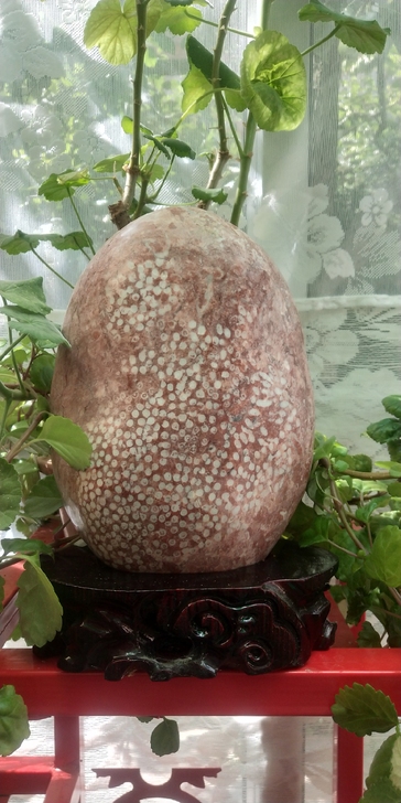 西秦岭卫根珊瑚化石包邮