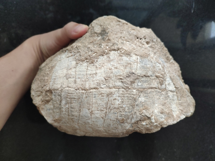 乌龟化石，有围岩，可小刀
