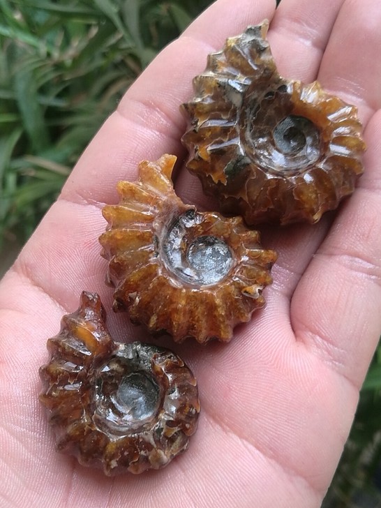 马岛窦维雷菊石化石3个