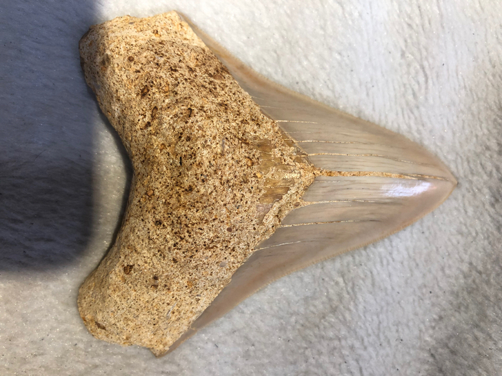 橙色鲨鱼牙齿化石，产地印尼，年代上新世，长...