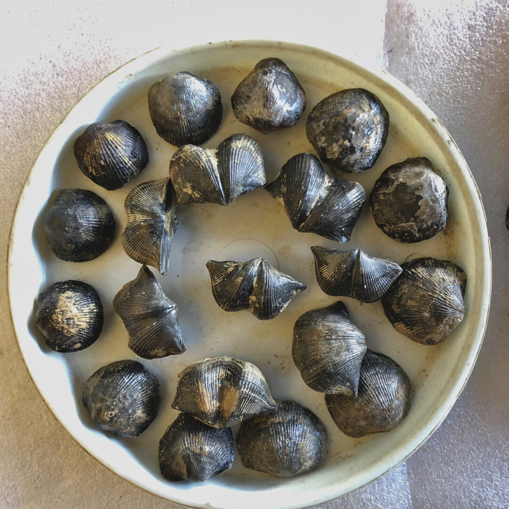 古生物贝壳化石,精美的化石会唱歌