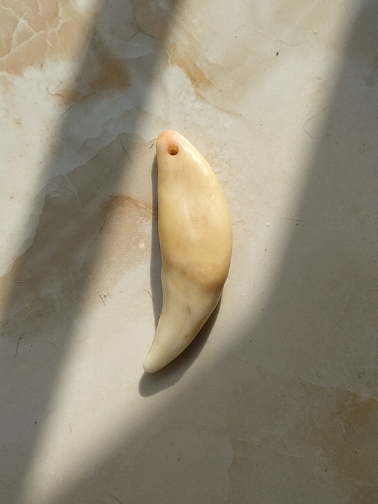 黑狗真牙,4.8$$##$$5cm,已消毒...