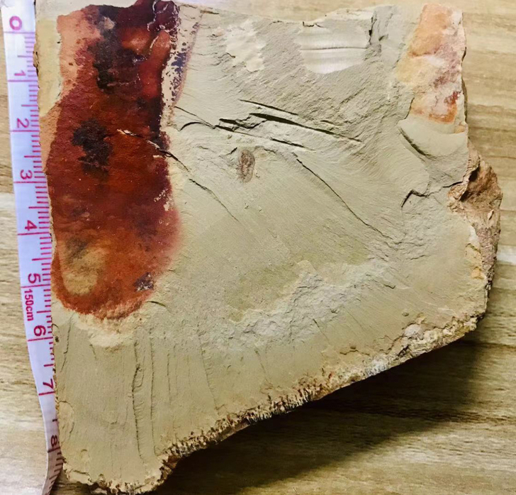 带腿的小纳罗化石