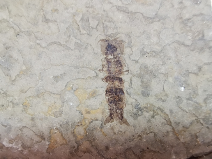 洞蝦化石，2块，颜色清晰，产自辽西北票，距...