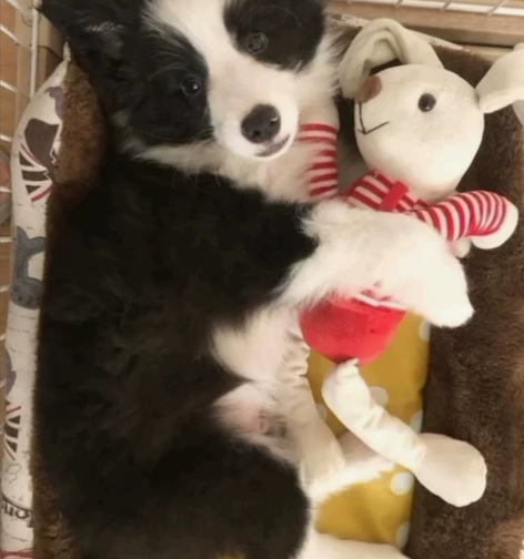 边牧小狗，很聪明。由于工作原因。找一个喜欢...