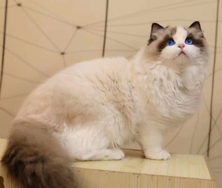 超高颜值海双布偶弟弟 牛油果血 8个月 脸...