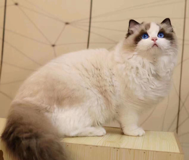 超高颜值海双布偶弟弟 牛油果血 8个月 脸...