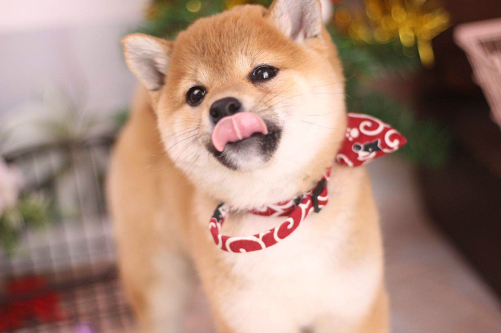 日本柴犬，双血统