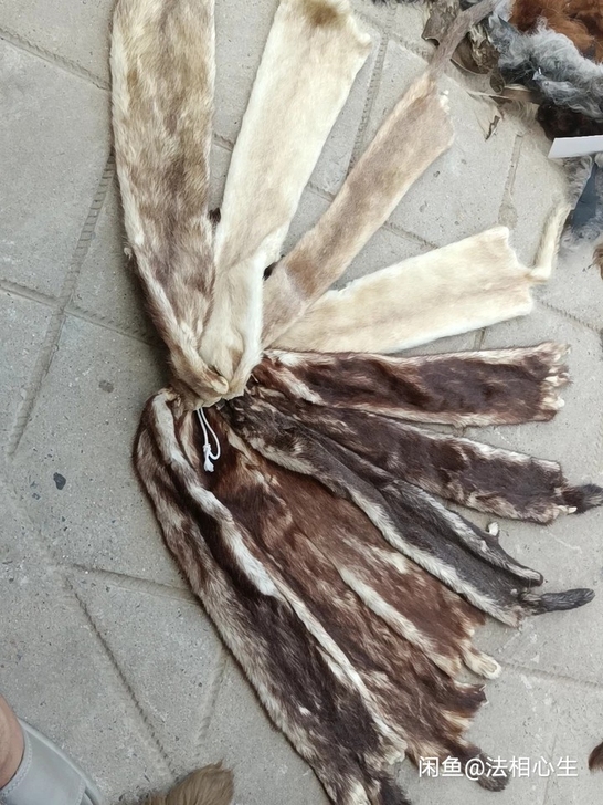 真水貂皮，整张水貂皮，好皮不掉毛板子不坏柔...