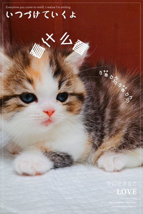 #宠物集市#超可爱的美少女宝宝，自家繁育曼...