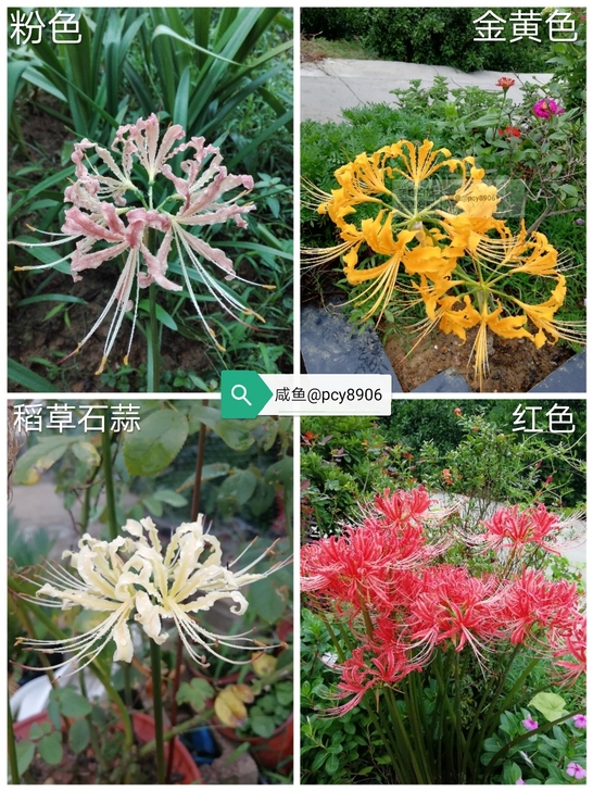 长期大量出售红色粉色金黄色稻草石蒜彼岸花，...