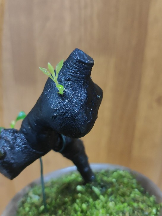 金弹子微小盆景,坨坨怪桩