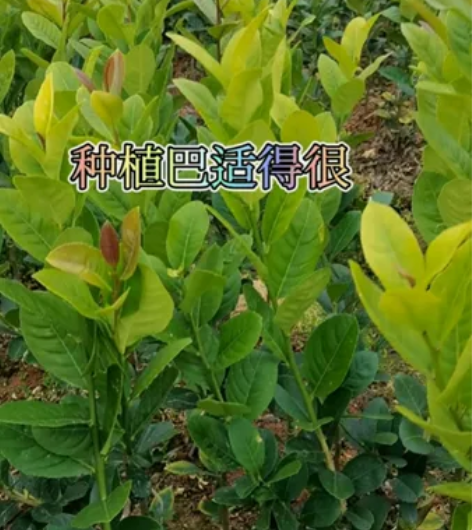 #广东香水柠檬苗，翠绿翠绿的，巴适得很哟 ...