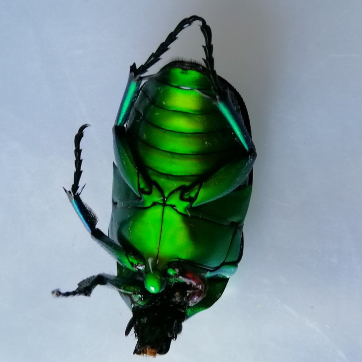 标本甲虫#金龟子畸形腿