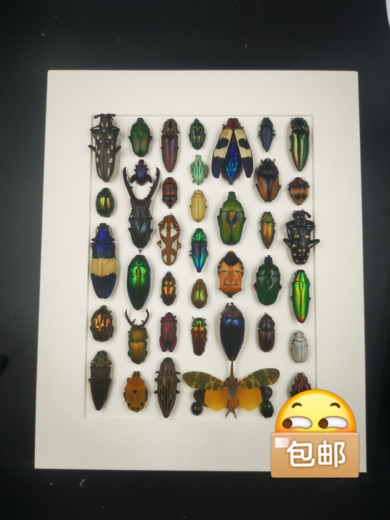 昆虫拼盘标本成品家居办公桌面摆件挂件个性乔...
