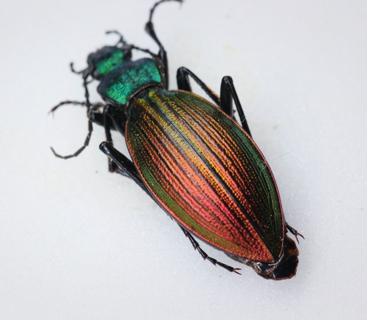 昆虫标本｜智利步甲