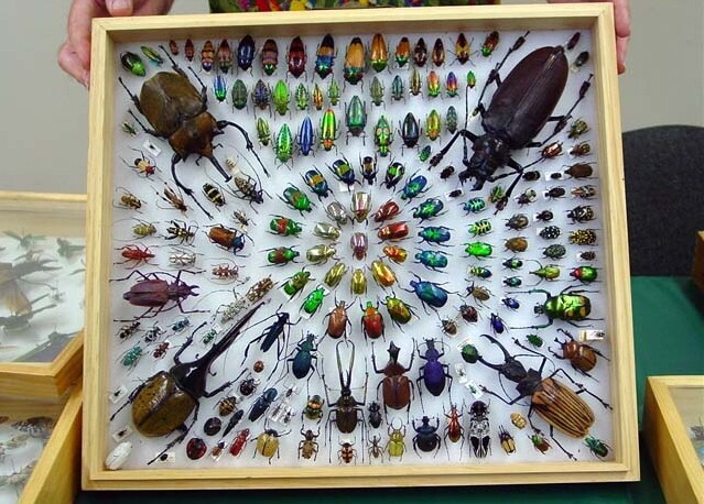 昆虫标本图片，世界奇妙物语##amp；md...
