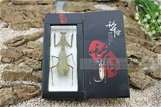昆虫标本人造人工琥珀水晶螳螂书镇 饰品个性...