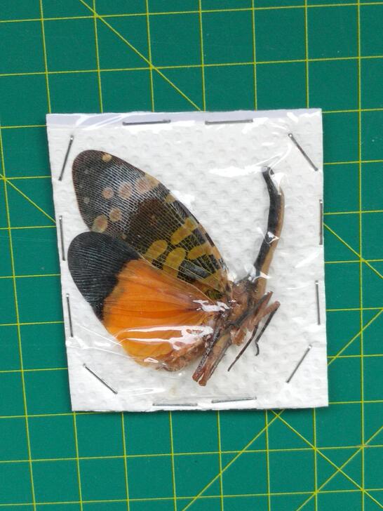 蜡蝉标本 蝴蝶昆虫蛾甲虫标本