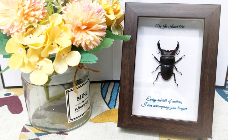 甲虫标本昆虫相框复古装饰礼物摆件创意