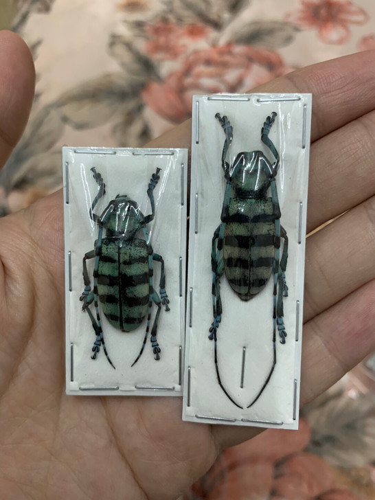 天牛标本昆虫蝴蝶甲虫标本 一对的价格