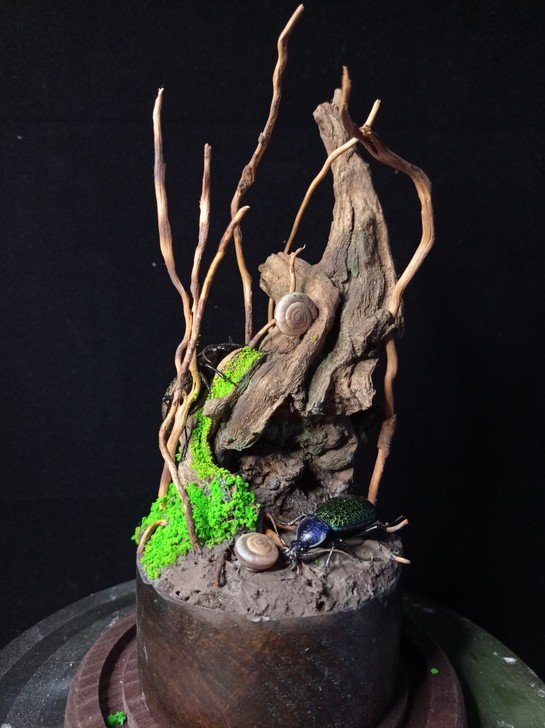 生态造景步甲标本昆虫教学标本模型摆件绿植永...