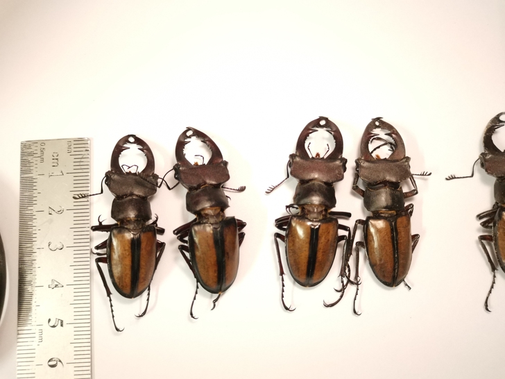 派瑞深山 深山锹甲 昆虫标本 算是便宜又颜...