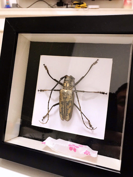 天牛标本 昆虫标本 甲虫标本 相框画标本