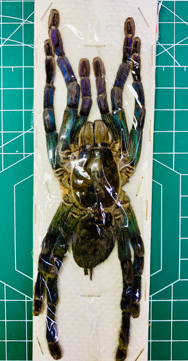 稀有幻彩蜘蛛天牛甲虫博物馆收藏艺术设计色彩...