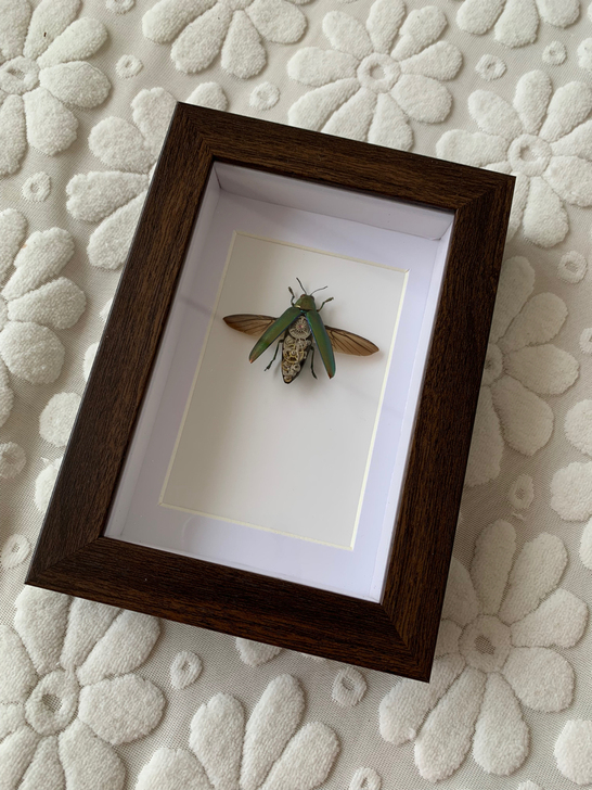 端红绿吉丁虫标本Chrysochroa a...