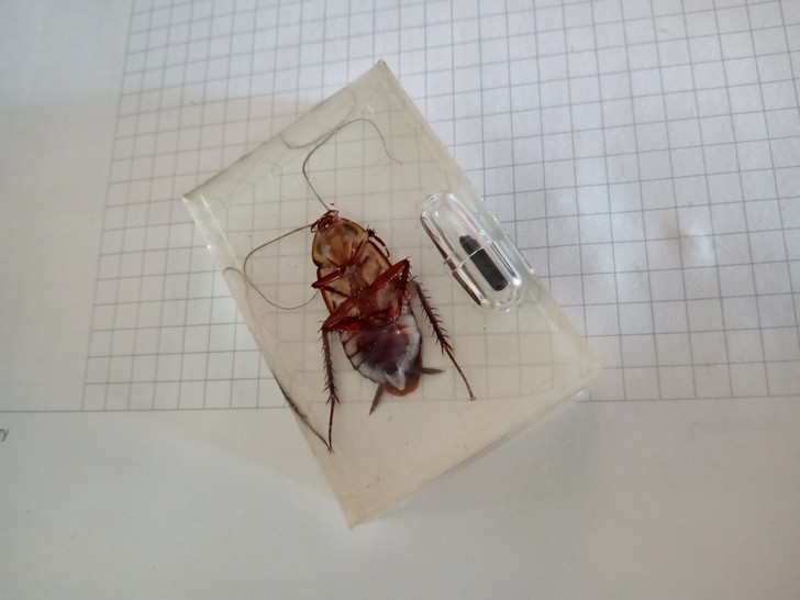 蟑螂 标本 野生蟑螂