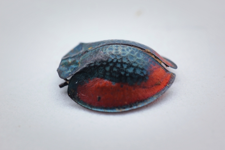 昆虫标本｜龟甲 秘鲁