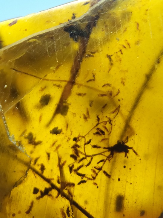 弹尾母虫窝标本,很多细小的虫,实价可以直接...