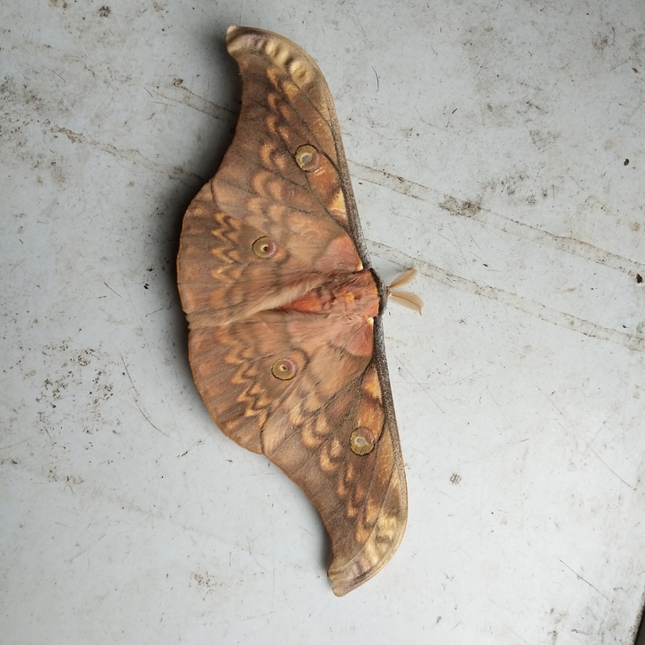 昆虫标本 蛾子 勾翅大蚕蛾标本品相A1