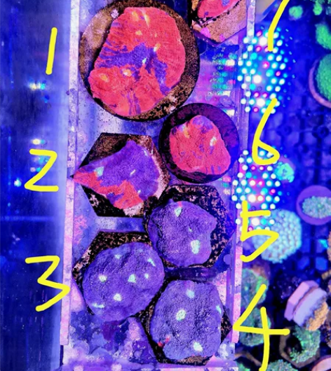 调色盘珊瑚，练手级别的。全国顺丰发货，运费...