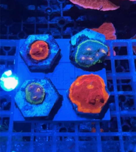 调色盘珊瑚双色的 四个打包出 还剩两组 感...