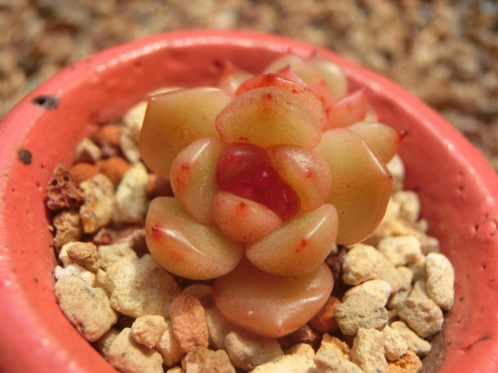 巫拉拉家太平鸟叶插苗，糖心冰心杂交多肉图1...